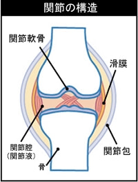 関節の構造