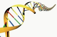 デオキシリボ抗酸（ＤＮＡ）