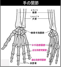 手指の関節