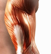 人間の筋肉
